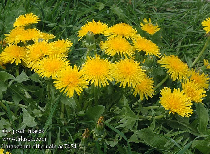 Dandelion Mniszek pospolity Púpava lekárska Maskros Gyermekláncfű