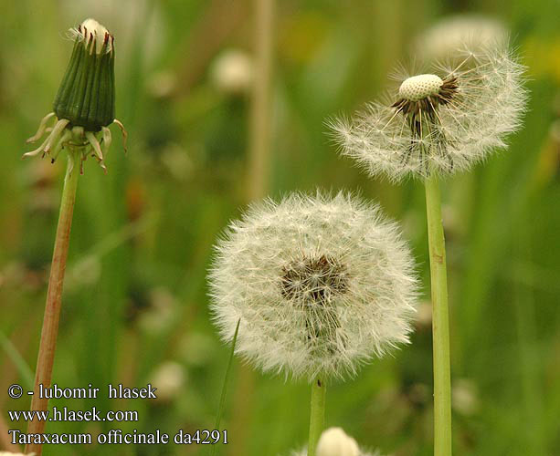 Pampeliška lékařská Smetánka Taraxacum officinale Gemeiner Löwenzahn