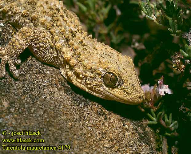  Salamanquesa común Tarantola muraiola Gekon zední Zidni macaklin Muurgekko Gekon murowy Osga-moura Murgekko Muurigekko Gecko mauresque 一般的なヤモリ Fali gekkó Геккон стенной Gekon múrový Pozidni gekon Zidni gekon Turkisk murgecko Tarentola mauritanica mauretanica Mauergecko Moorish wall Gecko