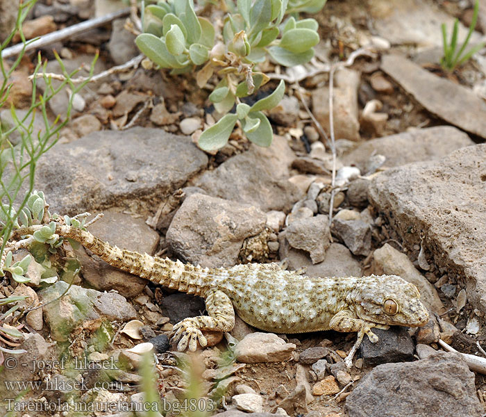 Zidni macaklin Muurgekko Gekon murowy Osga-moura Murgekko Muurigekko Gecko mauresque 一般的なヤモリ Fali gekkó Геккон стенной Gekon múrový Pozidni gekon Zidni gekon Turkisk murgecko Salamanquesa común Tarantola muraiola Gekon zední