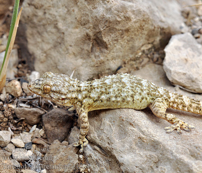 Muurigekko Gecko mauresque 一般的なヤモリ Fali gekkó Геккон стенной Gekon múrový Pozidni gekon Zidni gekon Turkisk murgecko Salamanquesa común Tarantola muraiola Gekon zední Zidni macaklin Muurgekko Gekon murowy Osga-moura Murgekko