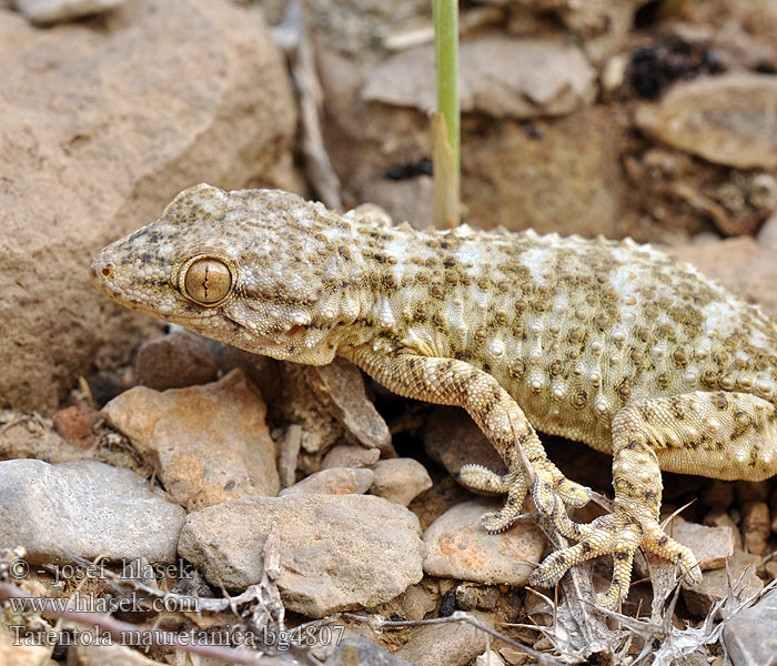 Gekon múrový Pozidni gekon Zidni gekon Turkisk murgecko Salamanquesa común Tarantola muraiola Gekon zední Zidni macaklin Muurgekko Gekon murowy Osga-moura Murgekko Muurigekko Gecko mauresque 一般的なヤモリ Fali gekkó Геккон стенной