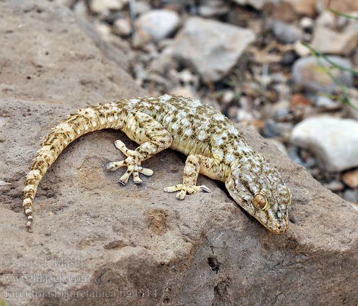 Turkisk murgecko Salamanquesa común Tarantola muraiola Gekon zední Zidni macaklin Muurgekko Gekon murowy Osga-moura Murgekko Muurigekko Gecko mauresque 一般的なヤモリ Fali gekkó Геккон стенной Gekon múrový Pozidni gekon Zidni gekon