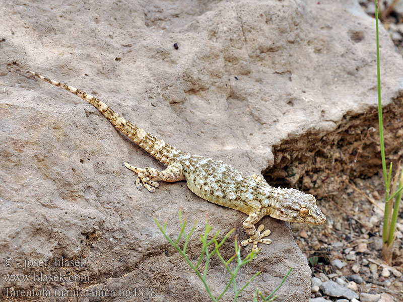 Gekon zední Zidni macaklin Muurgekko Gekon murowy Osga-moura Murgekko Muurigekko Gecko mauresque 一般的なヤモリ Fali gekkó Геккон стенной Gekon múrový Pozidni gekon Zidni gekon Turkisk murgecko Salamanquesa común Tarantola muraiola