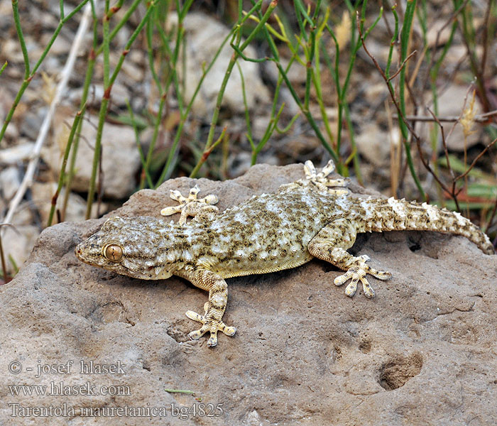 Tarentola mauritanica mauretanica Mauergecko Moorish wall Gecko Salamanquesa común Tarantola muraiola Gekon zední Zidni macaklin Muurgekko Gekon murowy Osga-moura Murgekko Muurigekko Gecko mauresque 一般的なヤモリ Fali gekkó Геккон стенной Gekon múrový Pozidni gekon Zidni gekon Turkisk murgecko