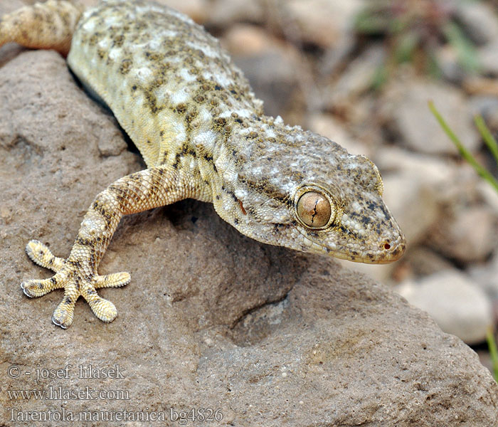 Mauergecko Moorish wall Gecko Salamanquesa común Tarantola muraiola Gekon zední Zidni macaklin Muurgekko Gekon murowy Osga-moura Murgekko Muurigekko Gecko mauresque 一般的なヤモリ Fali gekkó Геккон стенной Gekon múrový Pozidni gekon Zidni gekon Turkisk murgecko Tarentola mauritanica mauretanica