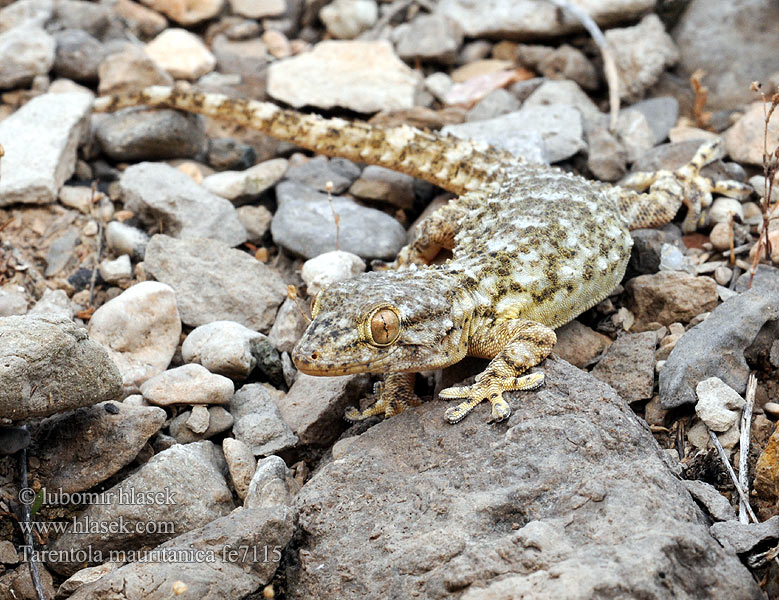 Moorish wall Gecko Salamanquesa común Tarantola muraiola Gekon zední Zidni macaklin Muurgekko Gekon murowy Osga-moura Murgekko Muurigekko Gecko mauresque 一般的なヤモリ Fali gekkó Геккон стенной Gekon múrový Pozidni gekon Zidni gekon Turkisk murgecko Tarentola mauritanica mauretanica Mauergecko