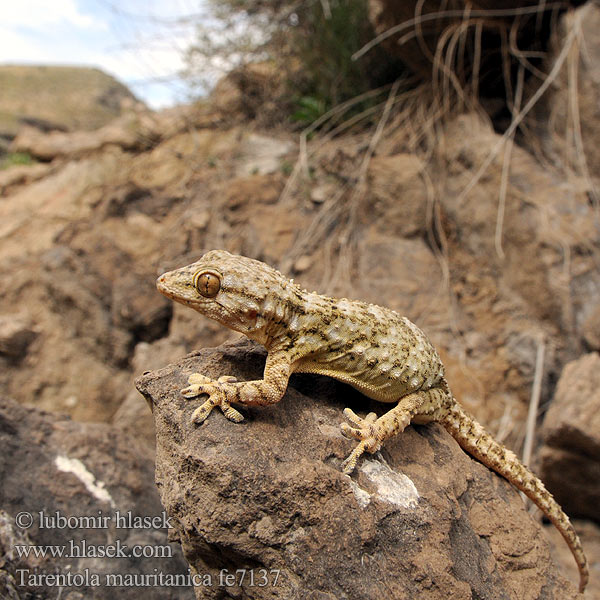 Tarantola muraiola Gekon zední Zidni macaklin Muurgekko Gekon murowy Osga-moura Murgekko Muurigekko Gecko mauresque 一般的なヤモリ Fali gekkó Геккон стенной Gekon múrový Pozidni gekon Zidni gekon Turkisk murgecko Tarentola mauritanica mauretanica Mauergecko Moorish wall Gecko Salamanquesa común