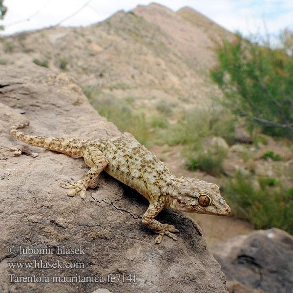 Gekon zední Zidni macaklin Muurgekko Gekon murowy Osga-moura Murgekko Muurigekko Gecko mauresque 一般的なヤモリ Fali gekkó Геккон стенной Gekon múrový Pozidni gekon Zidni gekon Turkisk murgecko Tarentola mauritanica mauretanica Mauergecko Moorish wall Gecko Salamanquesa común Tarantola muraiola