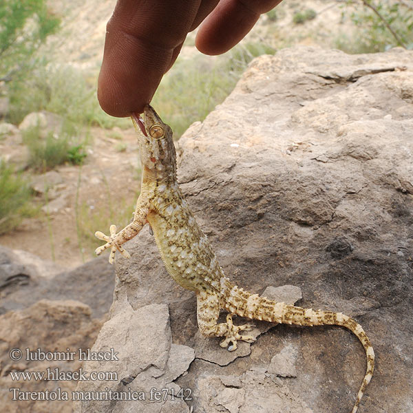 Zidni macaklin Muurgekko Gekon murowy Osga-moura Murgekko Muurigekko Gecko mauresque 一般的なヤモリ Fali gekkó Геккон стенной Gekon múrový Pozidni gekon Zidni gekon Turkisk murgecko Tarentola mauritanica mauretanica Mauergecko Moorish wall Gecko Salamanquesa común Tarantola muraiola Gekon zední