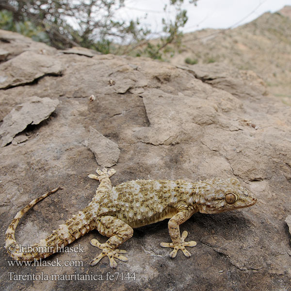 Tarentola mauritanica mauretanica Mauergecko Moorish wall Gecko Salamanquesa común Tarantola muraiola Gekon zední Zidni macaklin Muurgekko Gekon murowy Osga-moura Murgekko Muurigekko Gecko mauresque 一般的なヤモリ Fali gekkó Геккон стенной Gekon múrový Pozidni gekon Zidni gekon Turkisk murgecko