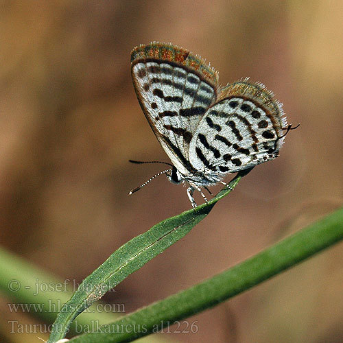 Tarucus balkanicus balkanica Little tiger blue Balkan Pierrot Balkan Kaplanı Kelebek Azuré argolou