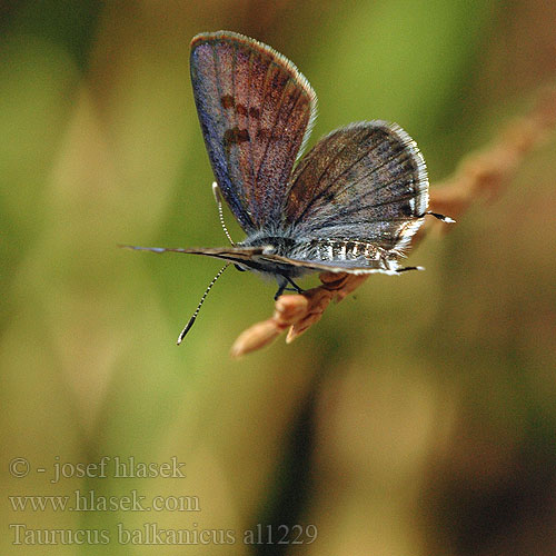 Little tiger blue Balkan Pierrot Balkan Kaplanı Kelebek Azuré argolou Tarucus balkanicus balkanica