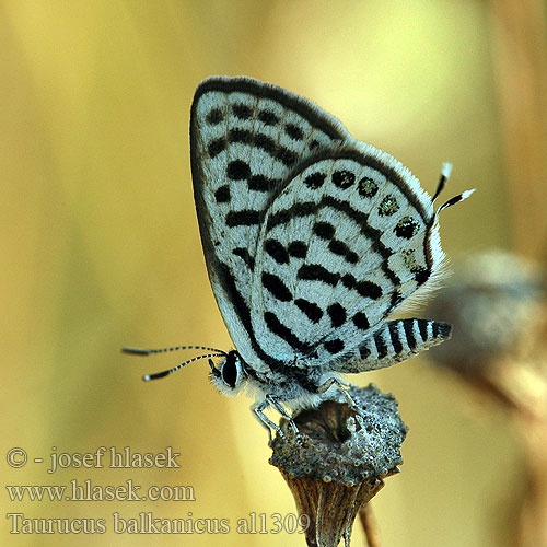 Tarucus balkanicus balkanica Little tiger blue Balkan Pierrot Balkan Kaplanı Kelebek Azuré argolou