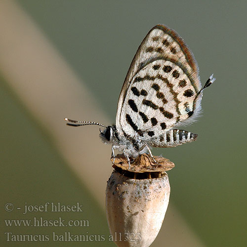 Tarucus balkanicus balkanica Little tiger blue Balkan Pierrot Balkan Kaplanı Kelebek Azuré argolou