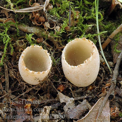 Zvonkovka číškovitá Zvonovka Tarzeta zúbkatá Toothed Cup Dentate