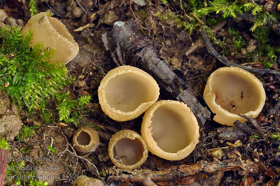 Tarzetta cupularis Peziza Zvonkovka číškovitá Zvonovka