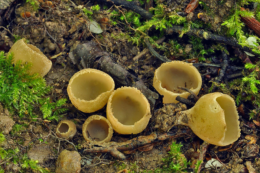 Tarzetta cupularis Peziza Tarzeta zúbkatá