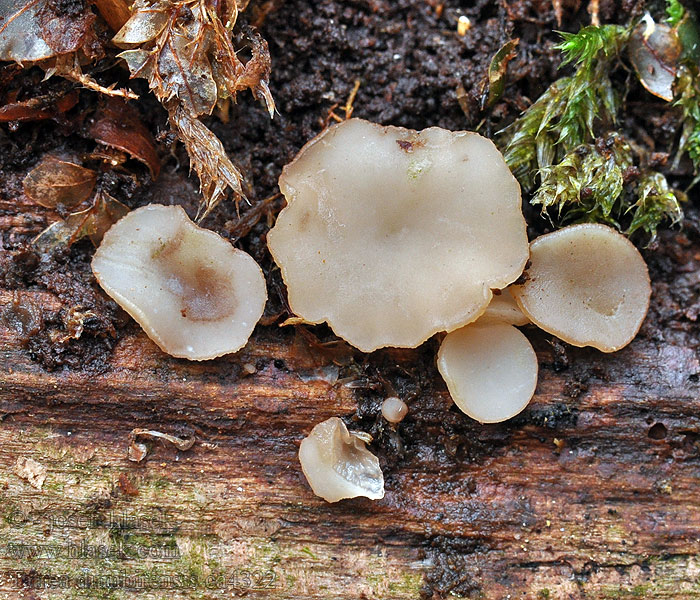 Tatrea ďumbierska Tatrea dumbirensis