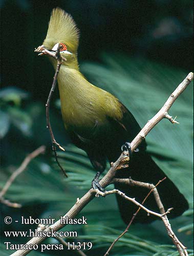 Tauraco persa Green Turaco Grøntoppet turako Vihertöyhtöturako Guinea Turaco Touraco vert Groene Toerako Perzsa turákó Haarschopfturako Guineaturako Turak zielonoczuby zielenohełmisty Turako chocholatý Turaco Verde Green Гвинейский турако ギニアエボシドリ. 英名