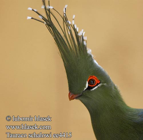 Tauraco schalowi livingstonii Schalow's Turaco Turaco Schalowův Schalowturako Spidstoppet Turako Turaco Schalow Helmitöyhtöturako Touraco Schalow シャロアエボシドリ Turak dlugoczuby Langkuifloerie Турако длиннохохлый