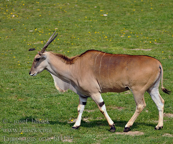 Taurotragus oryx Common Eland Southern Antilopa losí Elsdyrantilope Elenantilope Éland კანა ცხოველი Itamu Kana žinduolis Jávorantilop Elandantilope エランド Elande Eland antilopa Hirviantilooppi Elandantilop Антилопа канна 伊蘭羚羊 Antilopenn-eland Elando Antílope eland común