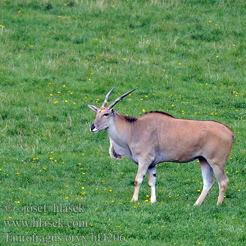 Elenantilope Éland კანა ცხოველი Itamu Kana žinduolis Jávorantilop Elandantilope エランド Elande Eland antilopa Hirviantilooppi Elandantilop Антилопа канна 伊蘭羚羊 Antilopenn-eland Elando Antílope eland común Taurotragus oryx Common Eland Southern Antilopa losí Elsdyrantilope