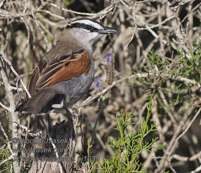 Black-crowned Blackcrowned Tchagra Sortbrynet Sorthovedet Kronet Kratskade Tchagra senegalus