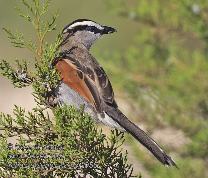 Senegaltschagra Czagra senegalska Tchagra senegalus