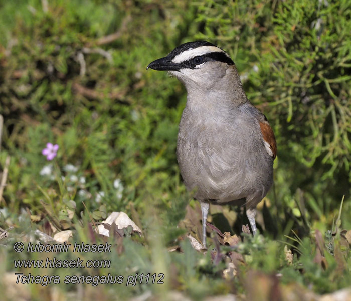 Tchagra senegala Black-crowned Blackcrowned Tchagra Sortbrynet