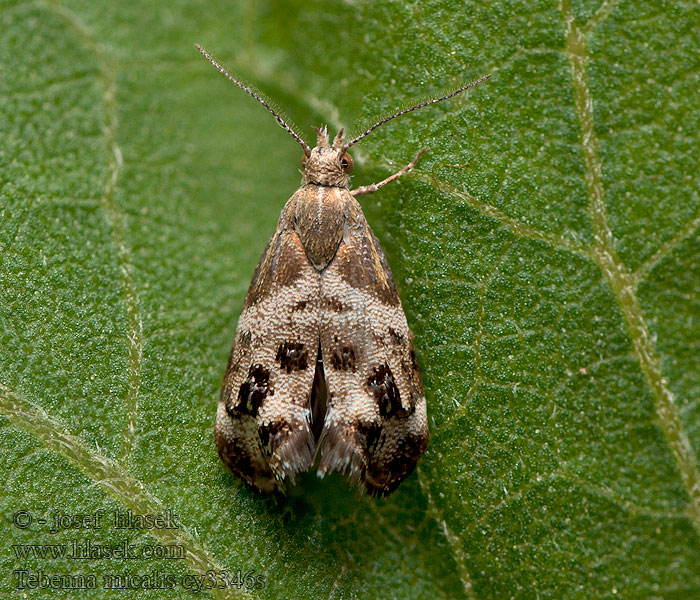 Tebenna micalis Choreutis Listomôľka prímorská