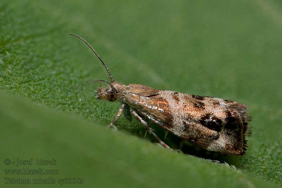 Tebenna micalis Choreutis Zilveroogje Déli levélmoly