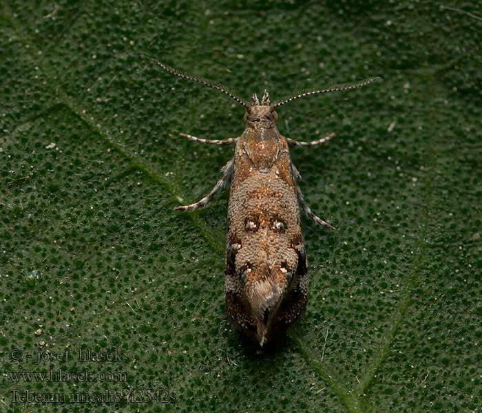 Listomôľka prímorská Tebenna micalis Choreutis