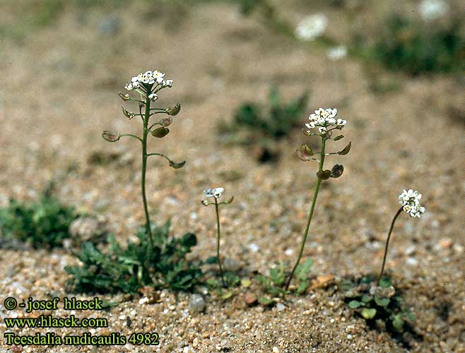 Teesdalia nudicaulis