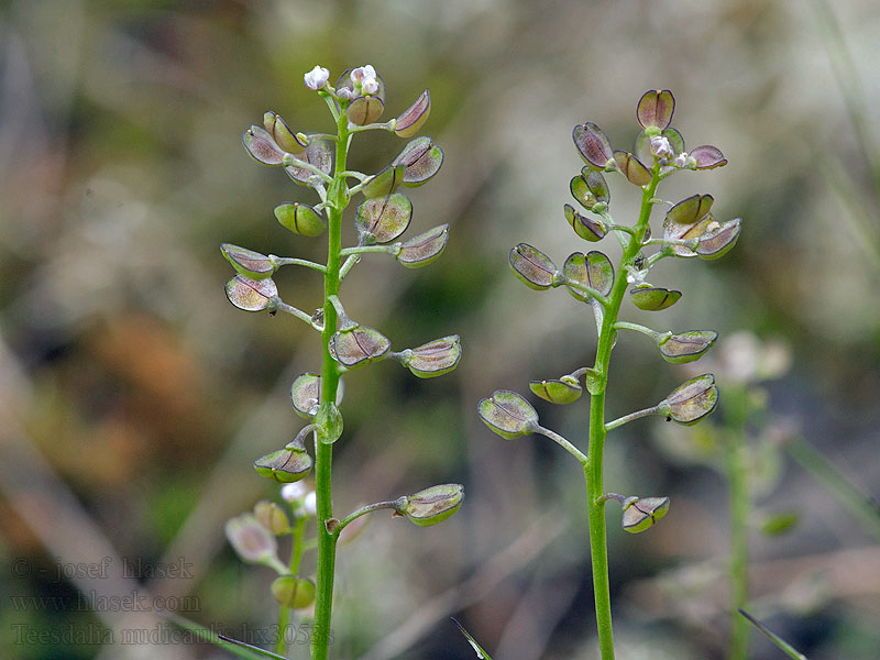 Teesdalia nudicaulis