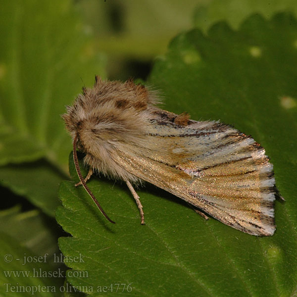 Teinoptera olivina Cléophane Œillets