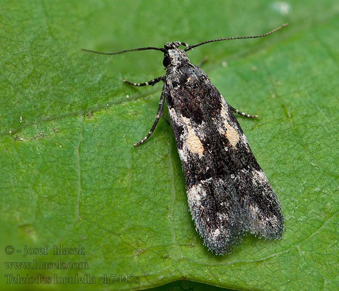 Teleiodes luculella