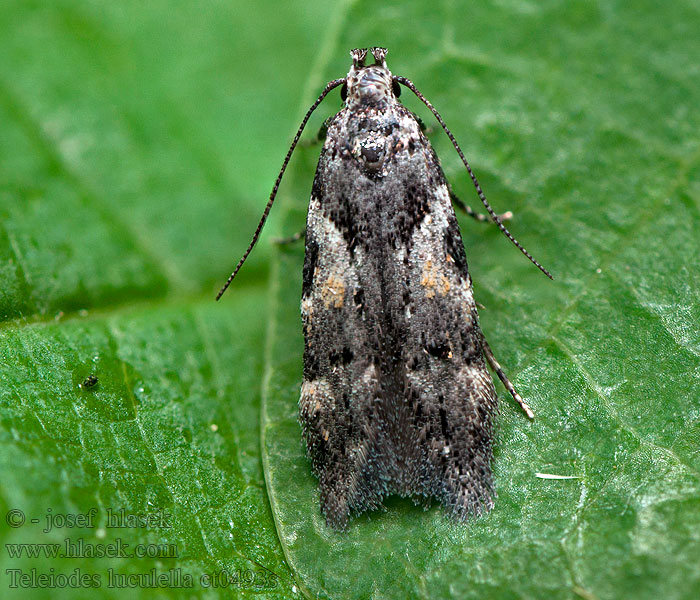 Teleiodes luculella