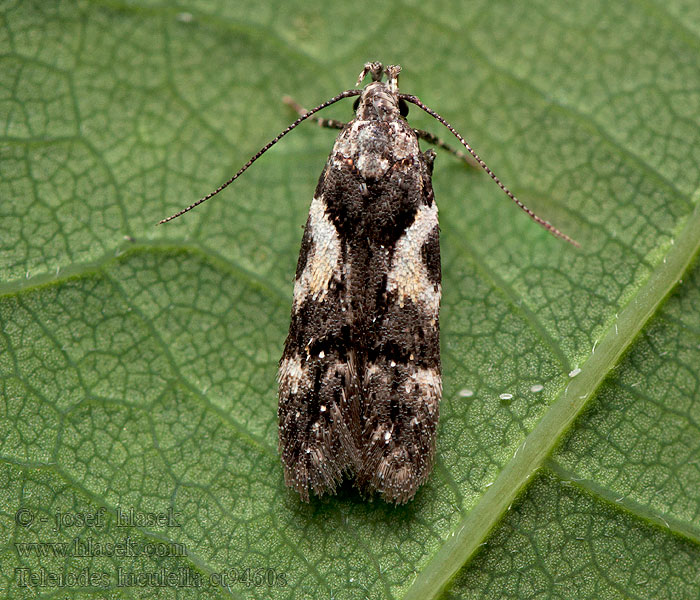 Teleiodes luculella