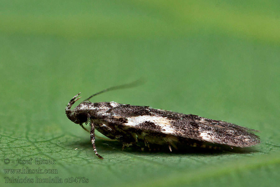 Teleiodes luculella