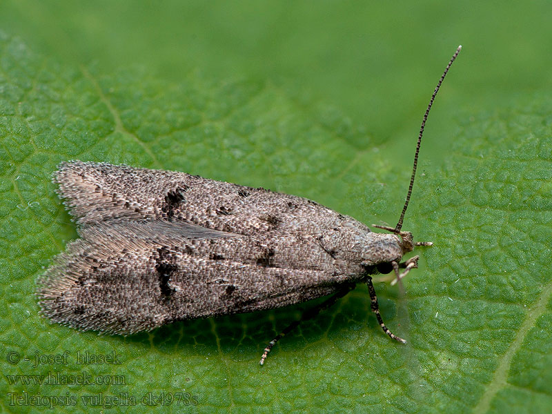 Teleiodes vulgella Common Groundling Psota hlohová Gammapalpmot