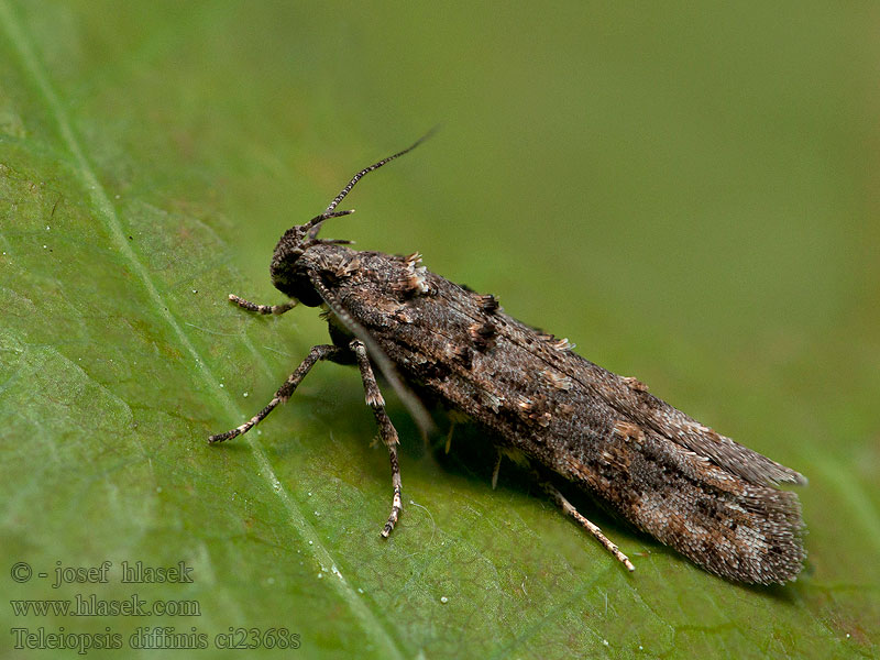 Teleiopsis diffinis Psota mokraďová