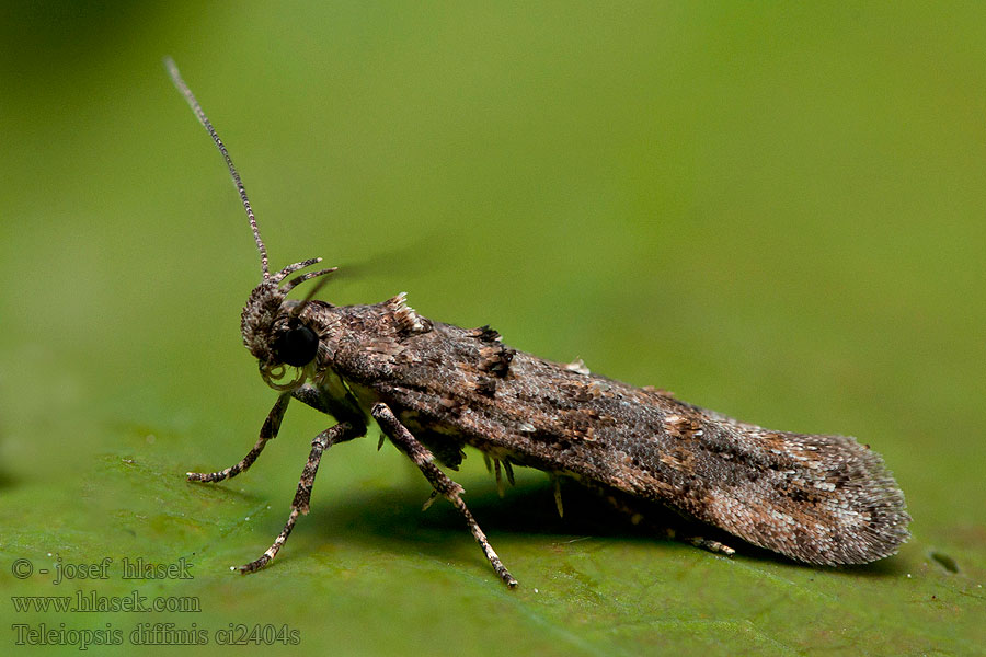 Teleiopsis diffinis Fraaie korrelpalpmot