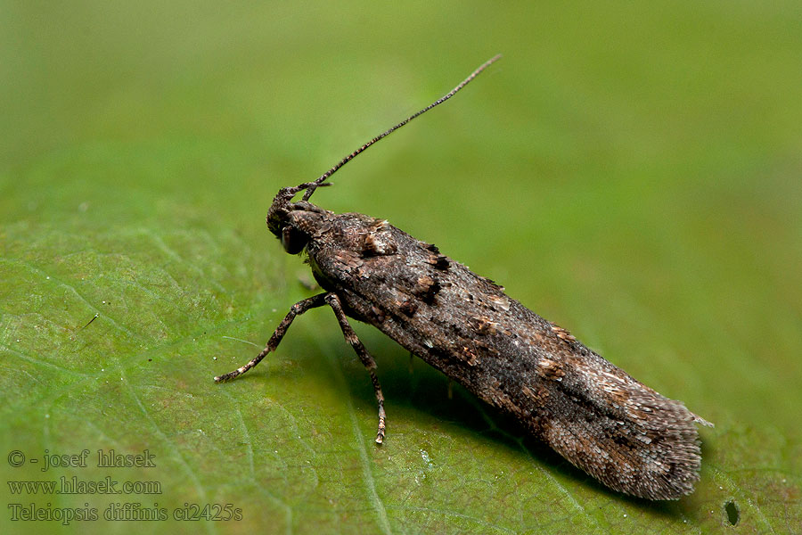 Teleiopsis diffinis Syrebladmal