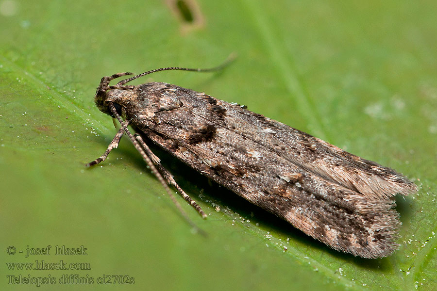 Psota mokraďová Teleiopsis diffinis