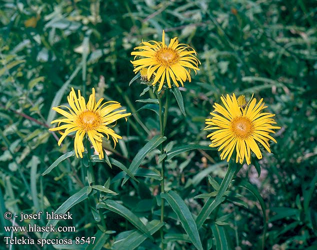 Telekia speciosa