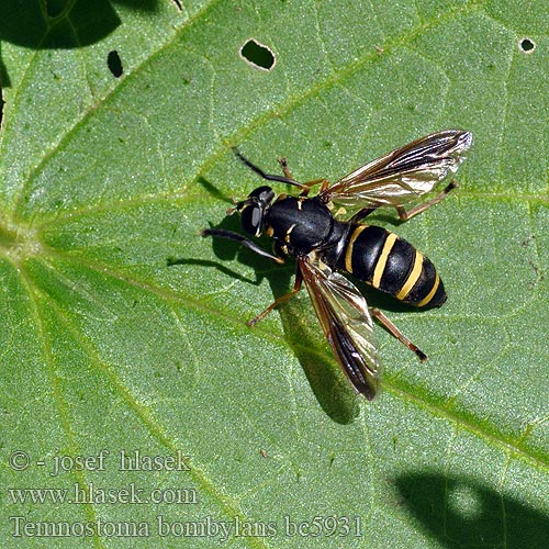 Temnostoma bombylans Eristale bombyle Donkere Wespvlieg ニトベナガハナアブ Hummel-Moderholzschwebfliege Журчалка Томностома