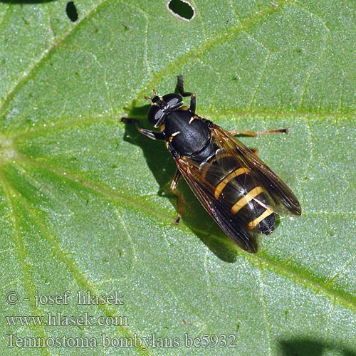 Hummel-Moderholzschwebfliege Журчалка Томностома Temnostoma bombylans Eristale bombyle Donkere Wespvlieg ニトベナガハナアブ