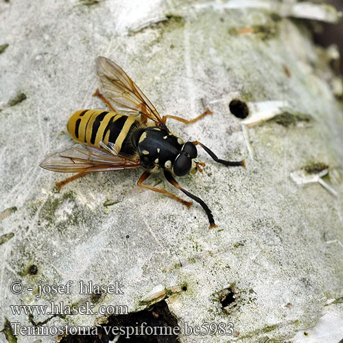 Temnostoma vespiforme Pestřenka vosí Gul vedsvirreflue Echte wespvlieg ヨコジマハナアブ Wespen Moderholzschwebfliege Morsznica osowata Журчалка осовидная Pestrica osovitá