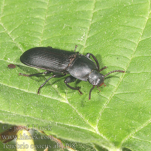 Tenebrio opacus ab1498